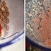 Strawberry and Oats Milkshake Recipe | Summer Drink Recipes